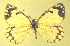 ( - CSU-CPG-LEP-1705)  @12 [ ] CreativeCommons - Attribution Share-Alike (2012) Paul A. Opler Colorado State University, C.P. Gillette Museum of Arthropod Diversity