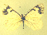  ( - CSU-CPG-LEP-1706)  @12 [ ] CreativeCommons - Attribution Share-Alike (2012) Paul A. Opler Colorado State University, C.P. Gillette Museum of Arthropod Diversity