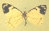  ( - CSU-CPG-LEP-1715)  @12 [ ] CreativeCommons - Attribution Share-Alike (2012) Paul A. Opler Colorado State University, C.P. Gillette Museum of Arthropod Diversity