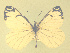  ( - CSU-CPG-LEP-1716)  @12 [ ] CreativeCommons - Attribution Share-Alike (2012) Paul A. Opler Colorado State University, C.P. Gillette Museum of Arthropod Diversity
