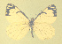  ( - CSU-CPG-LEP-1717)  @12 [ ] CreativeCommons - Attribution Share-Alike (2012) Paul A. Opler Colorado State University, C.P. Gillette Museum of Arthropod Diversity