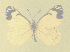  ( - CSU-CPG-LEP-1718)  @12 [ ] CreativeCommons - Attribution Share-Alike (2012) Paul A. Opler Colorado State University, C.P. Gillette Museum of Arthropod Diversity