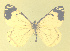  ( - CSU-CPG-LEP-1719)  @12 [ ] CreativeCommons - Attribution Share-Alike (2012) Paul A. Opler Colorado State University, C.P. Gillette Museum of Arthropod Diversity