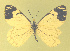 ( - CSU-CPG-LEP-1720)  @12 [ ] CreativeCommons - Attribution Share-Alike (2012) Paul A. Opler Colorado State University, C.P. Gillette Museum of Arthropod Diversity