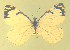  ( - CSU-CPG-LEP-1721)  @12 [ ] CreativeCommons - Attribution Share-Alike (2012) Paul A. Opler Colorado State University, C.P. Gillette Museum of Arthropod Diversity