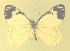  ( - CSU-CPG-LEP-1722)  @12 [ ] CreativeCommons - Attribution Share-Alike (2012) Paul A. Opler Colorado State University, C.P. Gillette Museum of Arthropod Diversity