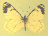  ( - CSU-CPG-LEP-1724)  @12 [ ] CreativeCommons - Attribution Share-Alike (2012) Paul A. Opler Colorado State University, C.P. Gillette Museum of Arthropod Diversity