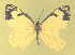  (Neophasia menapia menapia - CSU-CPG-LEP-1769)  @12 [ ] CreativeCommons - Attribution Share-Alike (2012) Paul A. Opler Colorado State University, C.P. Gillette Museum of Arthropod Diversity