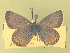  (Icaricia lupini alpicola - CSU-CPG-LEP-1773)  @13 [ ] CreativeCommons - Attribution Share-Alike (2012) Paul A. Opler Colorado State University, C.P. Gillette Museum of Arthropod Diversity