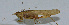  ( - L126A)  @11 [ ] CreativeCommons - Attribution (2010) Zhi-Jun Zhou Centre for Biodiversity Genomics