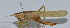  ( - L126B)  @11 [ ] CreativeCommons - Attribution (2010) Zhi-Jun Zhou Centre for Biodiversity Genomics