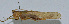  ( - L127A)  @12 [ ] CreativeCommons - Attribution (2010) Zhi-Jun Zhou Centre for Biodiversity Genomics