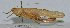  ( - L127B)  @11 [ ] CreativeCommons - Attribution (2010) Zhi-Jun Zhou Centre for Biodiversity Genomics