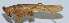  ( - Con160)  @12 [ ] CreativeCommons - Attribution (2010) Zhi-Jun Zhou Centre for Biodiversity Genomics