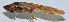  ( - Con161)  @12 [ ] CreativeCommons - Attribution (2010) Zhi-Jun Zhou Centre for Biodiversity Genomics