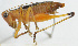  ( - Con170)  @12 [ ] CreativeCommons - Attribution (2010) Zhi-Jun Zhou Centre for Biodiversity Genomics