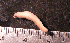  ( - RBCM_003-00097-07)  @12 [ ] Unspecified (default): All Rights Reserved (2013) Heidi Gartner RBCM