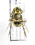  (Paranthidium gabbii - 04486C02-GTM)  @13 [ ] CreativeCommons - Attribution Non-Commercial Share-Alike (2010) Unspecified York University