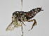  (Coelioxys assumptionis - B1397-B01)  @15 [ ] CreativeCommons - Attribution Non-Commercial Share-Alike (2010) Unspecified York University