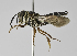  (Coelioxys alatiformis - B1397-B02)  @14 [ ] CreativeCommons - Attribution Non-Commercial Share-Alike (2010) Unspecified York University