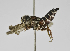  (Coelioxys sp. 1 - B1397-B03)  @13 [ ] CreativeCommons - Attribution Non-Commercial Share-Alike (2010) Unspecified York University
