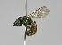  (Augochlora morrae - B1397-C06)  @14 [ ] CreativeCommons - Attribution Non-Commercial Share-Alike (2010) Unspecified York University