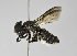  (Megachile sp. LP-5 - B1397-D05)  @15 [ ] CreativeCommons - Attribution Non-Commercial Share-Alike (2010) Unspecified York University