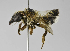  (Megachile sp. 6 - B1397-D07)  @14 [ ] CreativeCommons - Attribution Non-Commercial Share-Alike (2010) Unspecified York University
