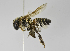  (Megachile sp. 3 - B1397-D08)  @14 [ ] CreativeCommons - Attribution Non-Commercial Share-Alike (2010) Unspecified York University