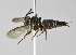  (Coelioxys aff. Totonaca - B1397-E10)  @13 [ ] CreativeCommons - Attribution Non-Commercial Share-Alike (2010) Unspecified York University