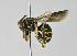  (Hypanthidium divaricatum - B1397-F01)  @11 [ ] CreativeCommons - Attribution Non-Commercial Share-Alike (2010) Unspecified York University