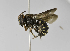  (Epanthidium sp1 - B1397-F05)  @14 [ ] CreativeCommons - Attribution Non-Commercial Share-Alike (2010) Unspecified York University