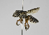  (Megachile sp. 4 - B1397-G09)  @14 [ ] CreativeCommons - Attribution Non-Commercial Share-Alike (2010) Unspecified York University