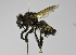  (Megachile sp. 5 - B1397-G10)  @14 [ ] CreativeCommons - Attribution Non-Commercial Share-Alike (2010) Unspecified York University