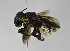  (Megachile sp. LP-1 - B1397-G11)  @13 [ ] CreativeCommons - Attribution Non-Commercial Share-Alike (2010) Unspecified York University