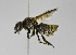  (Megachile sp. 8 - B1397-G12)  @15 [ ] CreativeCommons - Attribution Non-Commercial Share-Alike (2010) Unspecified York University