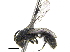  (Chilicola sp2 - 06729F07-CHL)  @14 [ ] CreativeCommons - Attribution (2015) CBG Photography Group Centre for Biodiversity Genomics