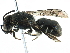 ( - 06736F12-CHL)  @13 [ ] CreativeCommons - Attribution (2016) CBG Photography Group Centre for Biodiversity Genomics