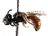  ( - CCDB-09855 A04)  @11 [ ] CreativeCommons - Attribution (2016) CBG Photography Group Centre for Biodiversity Genomics