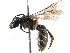  ( - CCDB-09855 B01)  @12 [ ] CreativeCommons - Attribution (2016) CBG Photography Group Centre for Biodiversity Genomics