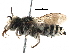  (Coelioxys polycentris - CCDB-09855 B09)  @11 [ ] CreativeCommons - Attribution (2016) CBG Photography Group Centre for Biodiversity Genomics
