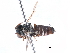  (Coelioxys mielbergi - CCDB-09855 B10)  @11 [ ] CreativeCommons - Attribution (2016) CBG Photography Group Centre for Biodiversity Genomics