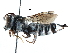  (Coelioxys argentea - CCDB-09855 B12)  @15 [ ] CreativeCommons - Attribution (2016) CBG Photography Group Centre for Biodiversity Genomics