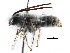  (Eucera cuniculina - CCDB-09855 C10)  @15 [ ] CreativeCommons - Attribution (2016) CBG Photography Group Centre for Biodiversity Genomics