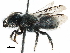  ( - CCDB-09855 D10)  @14 [ ] CreativeCommons - Attribution (2016) CBG Photography Group Centre for Biodiversity Genomics