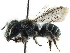  (Osmia laticella - CCDB-09855 D12)  @15 [ ] CreativeCommons - Attribution (2016) CBG Photography Group Centre for Biodiversity Genomics