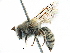  (Colletes nanus - CCDB-09855 E06)  @15 [ ] CreativeCommons - Attribution (2016) CBG Photography Group Centre for Biodiversity Genomics