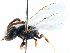 ( - CCDB-09855 F08)  @13 [ ] CreativeCommons - Attribution (2016) CBG Photography Group Centre for Biodiversity Genomics