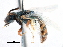  ( - CCDB-09855 F10)  @14 [ ] CreativeCommons - Attribution (2016) CBG Photography Group Centre for Biodiversity Genomics