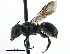  (Osmia GRC03 - CCDB-09855 G12)  @15 [ ] CreativeCommons - Attribution (2016) CBG Photography Group Centre for Biodiversity Genomics